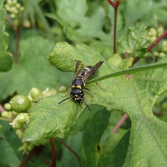 Parancistrocerus fulvipes