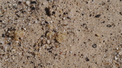 Aphyllon cooperi cooperi
