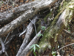 Pygarrhichas albogularis