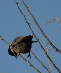 Melaniparus cinerascens
