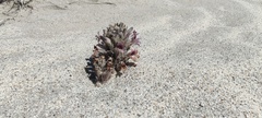 Aphyllon cooperi cooperi