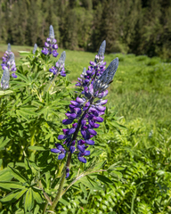Lupinus nootkatensis