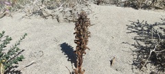 Aphyllon cooperi cooperi
