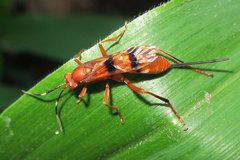 Compsocryptus texensis