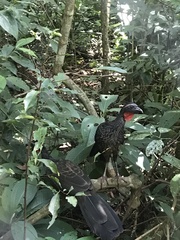 Penelope superciliaris