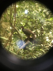 Penelope superciliaris