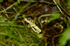 Thamnophis sirtalis semifasciatus