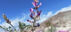 Astragalus lentiginosus borreganus