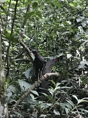 Penelope superciliaris