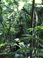 Penelope superciliaris