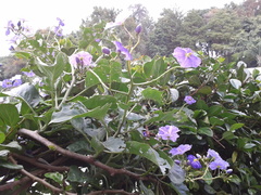 Solanum wendlandii