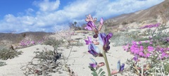 Astragalus lentiginosus borreganus