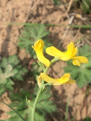 Corydalis