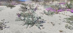 Astragalus lentiginosus borreganus