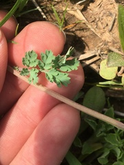 Corydalis