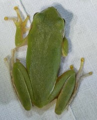 Hyla squirella