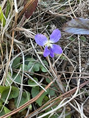 Viola septemloba