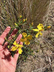 Hypericum microsepalum