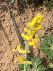 Corydalis