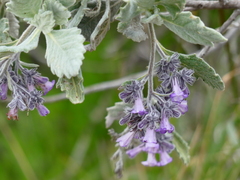 Eriodictyon crassifolium