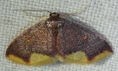 Lophosis labeculata