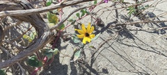 Helianthus petiolaris canescens