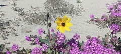 Helianthus petiolaris canescens