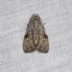 Barasa cymatistis