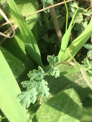 Corydalis