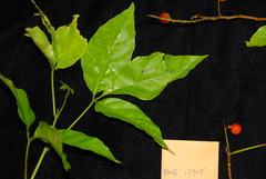 Allophylus timoriensis