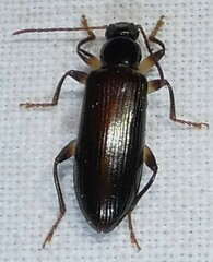 Statira