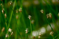 Eleocharis acicularis