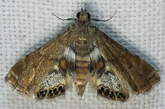 Neargyractis slossonalis