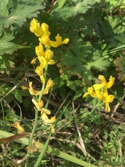 Corydalis