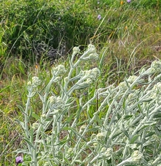 Pseudognaphalium biolettii