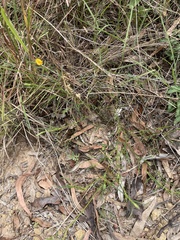 Zornia dyctiocarpa
