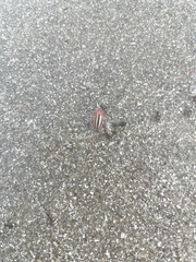 Disonycha leptolineata