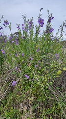 Solanum umbelliferum