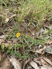 Zornia dyctiocarpa