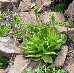 Dudleya brittonii