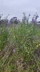 Solanum umbelliferum