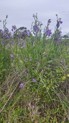 Solanum umbelliferum