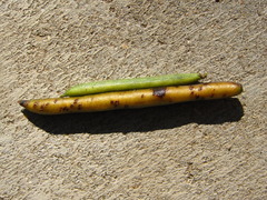 Indigofera kirilowii