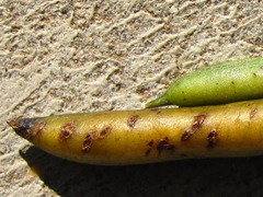 Indigofera bungeana