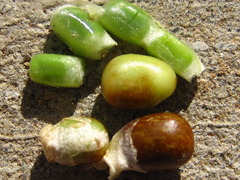 Indigofera bungeana