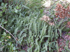 Blechnum