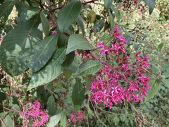 Fuchsia paniculata