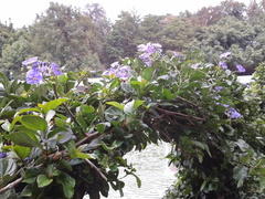 Solanum wendlandii