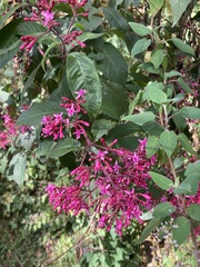 Fuchsia paniculata