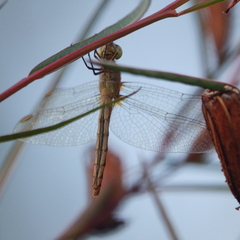 Diplacodes melanopsis